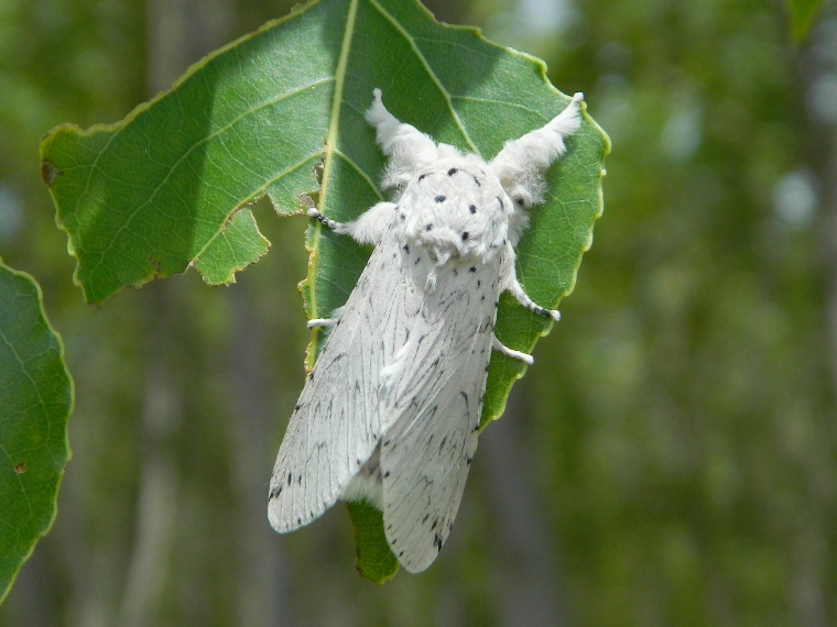 Dall''uovo all''adulto: Cerura (Apocerura) erminea  - Notodontidae